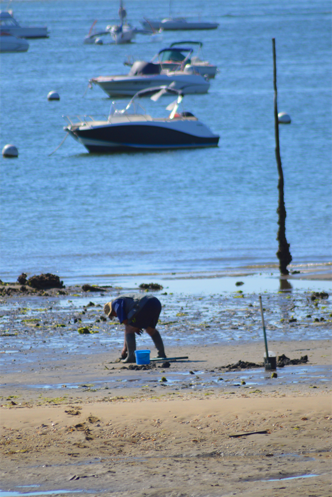 Ramassage sur une plage du Bassin d'Arcachon