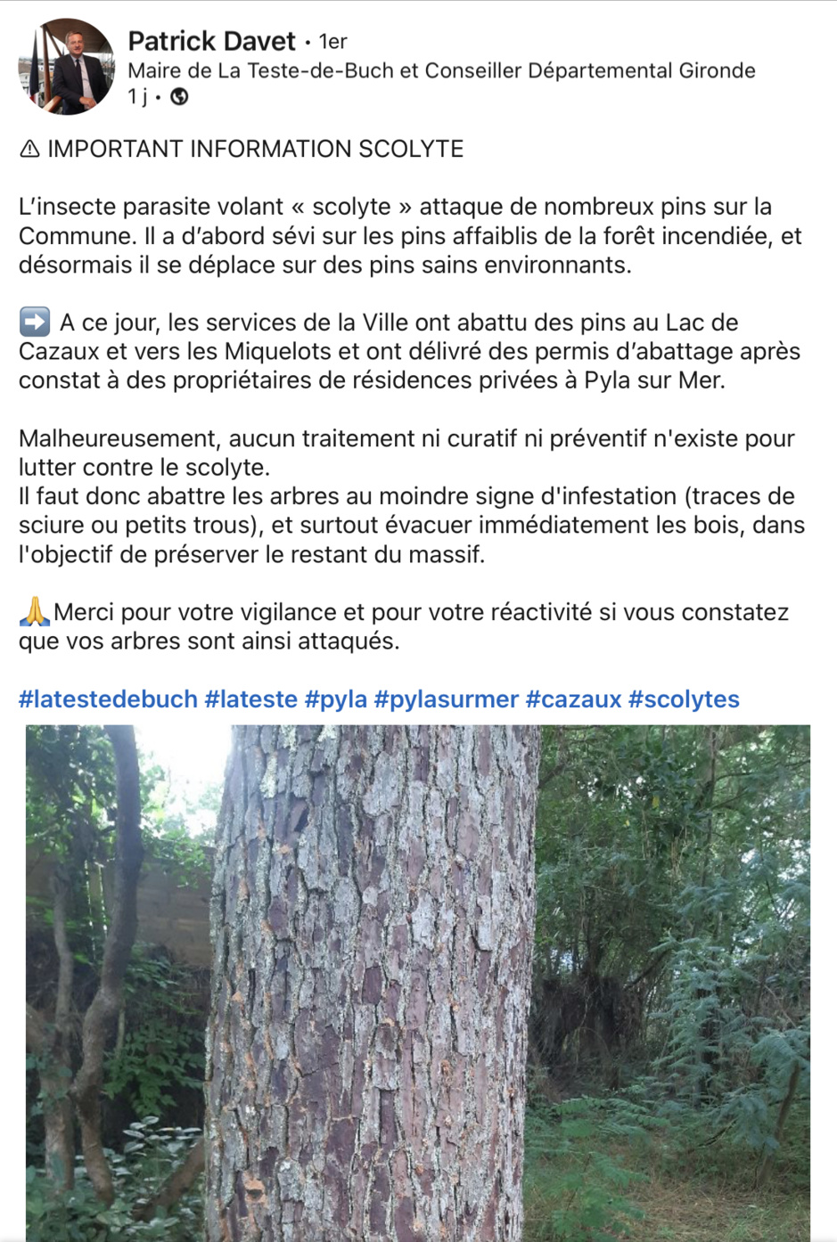 Nos forêts du sud bassin d’Arcachon sont attaquées par des scolytes