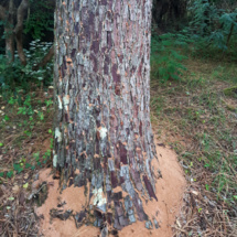 Identification d’un arbre infecté par le scolyte : sciure au pied, etc | photo ville de la teste