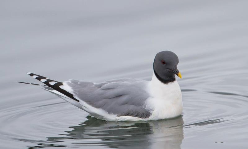 Présentation de la mouette de Sabine aux habitants du bassin d’Arcachon