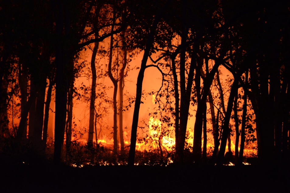Suite des incendies 2022 : Évacuation de plus de 100 000 pins sinistrés 
