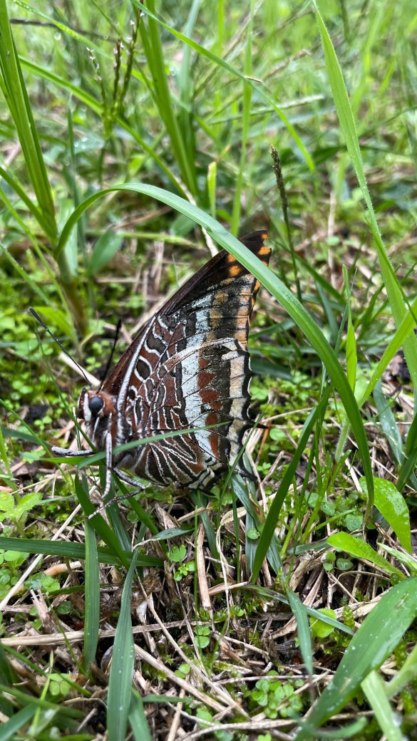 Papillon Nymphale de l'arbousier sur le bassin d’Arcachon Papillon Nymphale de l'arbousier sur le bassin d’Arcachon