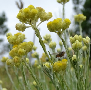 Les plantes médicinales du Bassin d'Arcachon : des trésors oubliés de la nature
