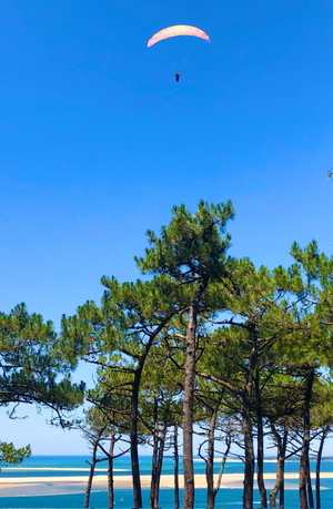 Les plantes médicinales du Bassin d'Arcachon : des trésors oubliés de la nature Les plantes médicinales du Bassin d'Arcachon : des trésors oubliés de la nature