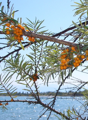 Les plantes médicinales du Bassin d'Arcachon : des trésors oubliés de la nature
