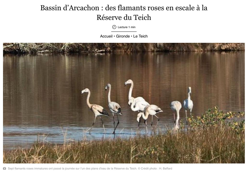 Les oiseaux migrateurs du Bassin d’Arcachon : un ballet aérien à observer absolument