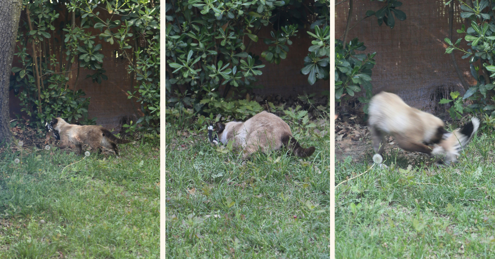 Elle a traversé des déserts, frôlé les fusils… et elle a choisi mon jardin