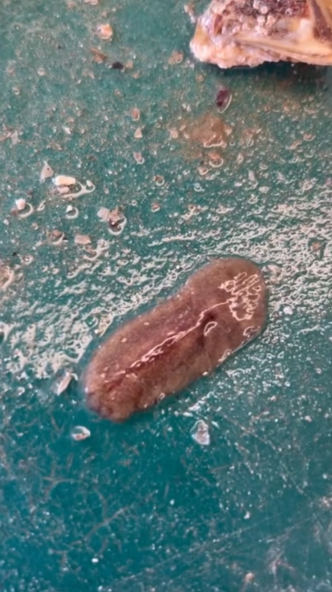 Ver plat qui détruit les huîtres sur le bassin d’arcachon