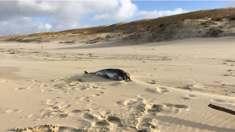 Dauphin mort Cap Ferret @Elise Galand de France 3