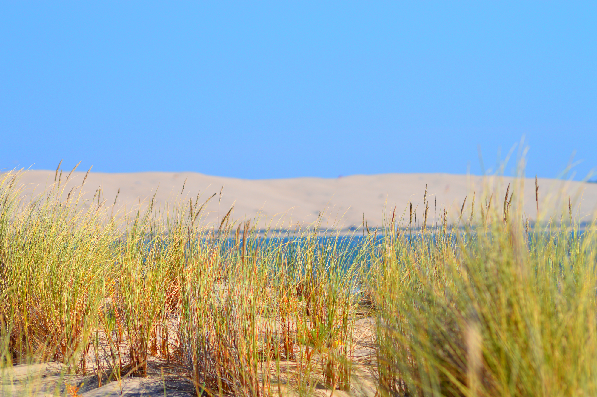 La dune et son environnement