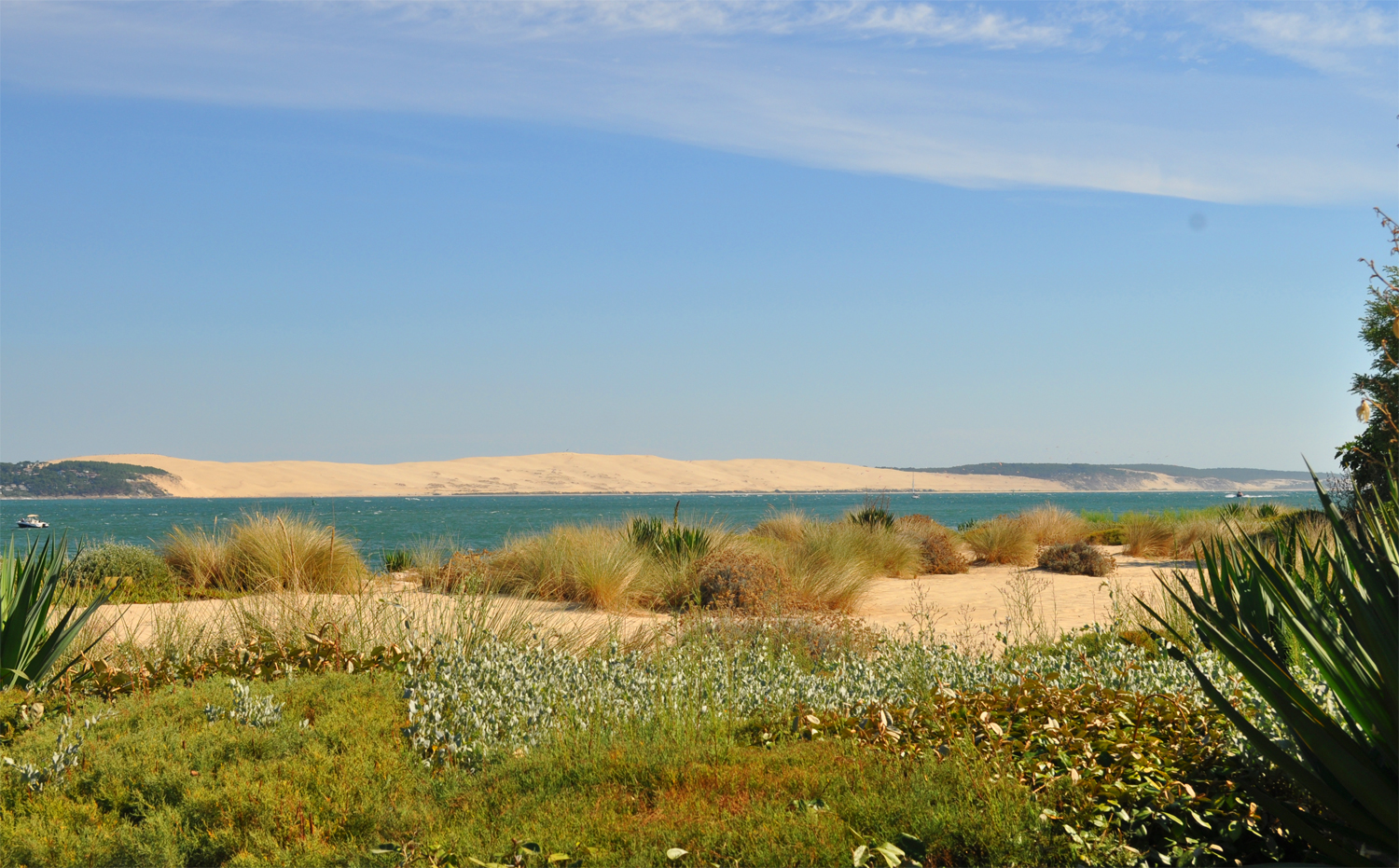 Verdure et dune du Pilat