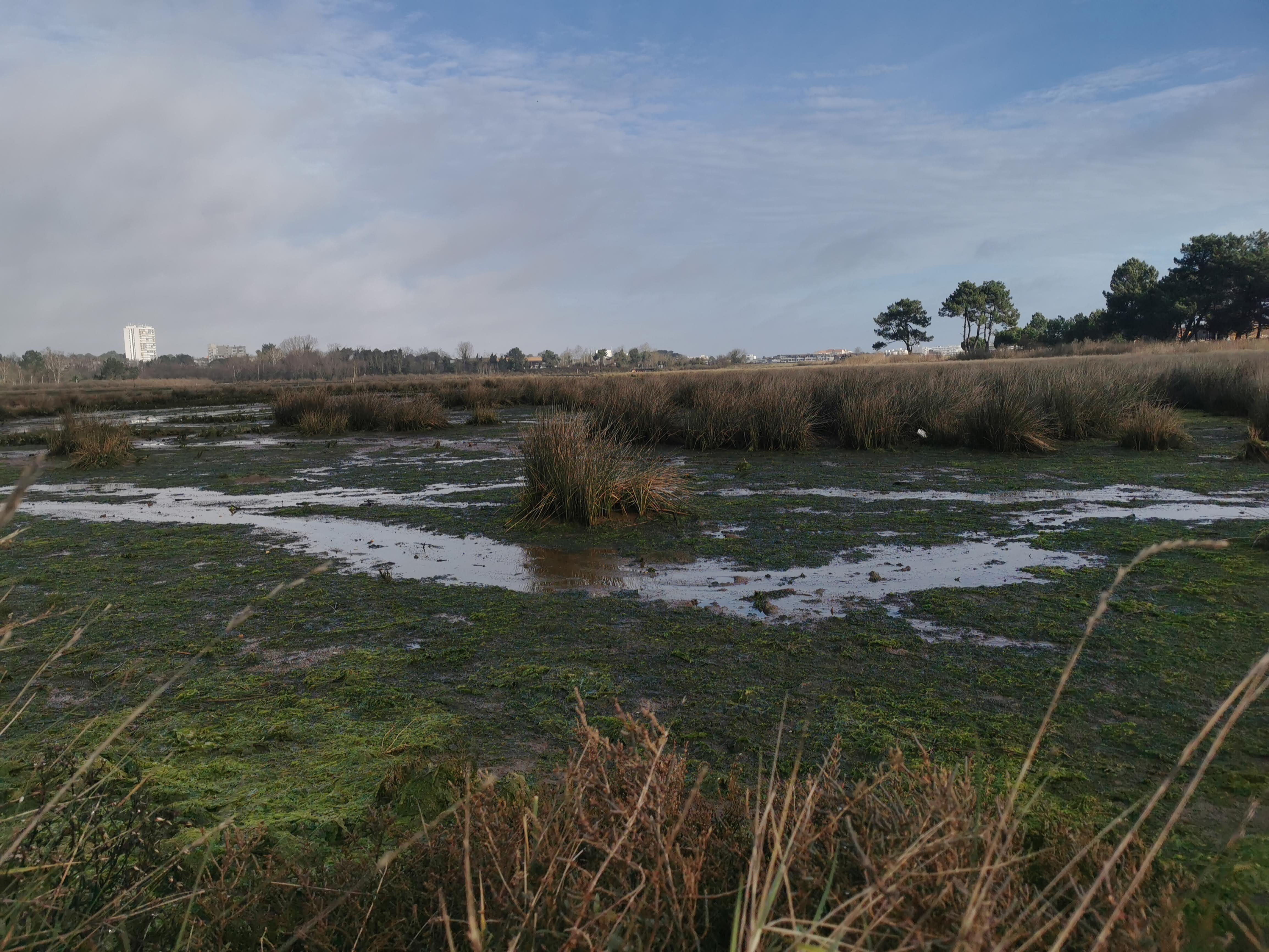 Près Salé ouest : jolie balade entre Arcachon et la Teste