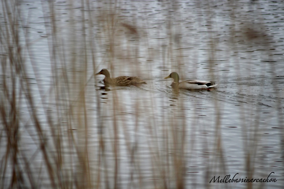 Réservé ornithologique du Teich