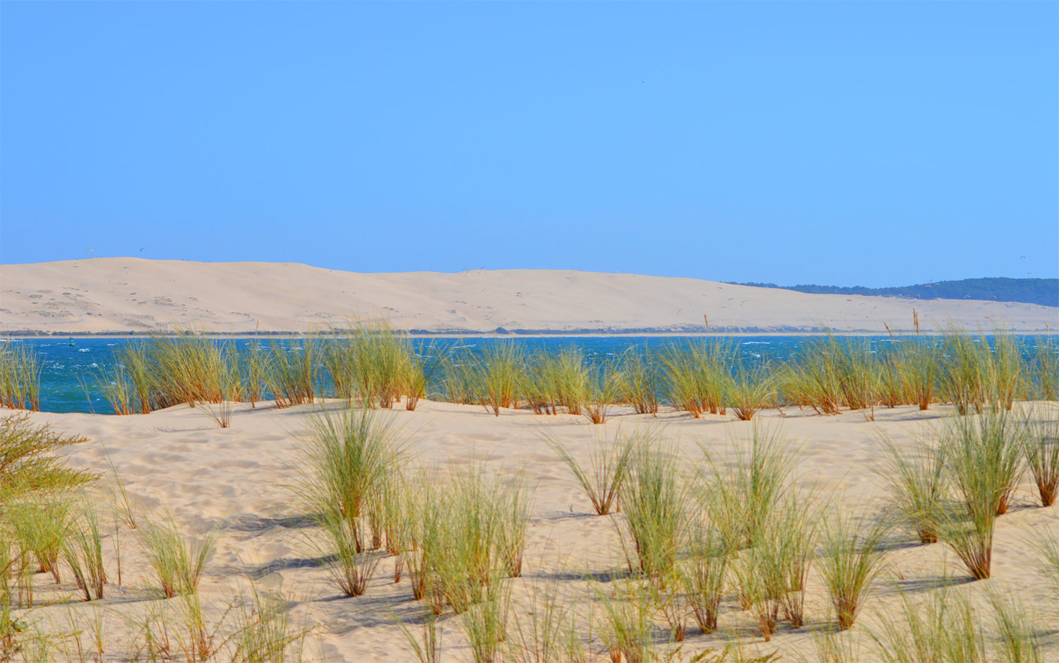 Vert, sable et dune