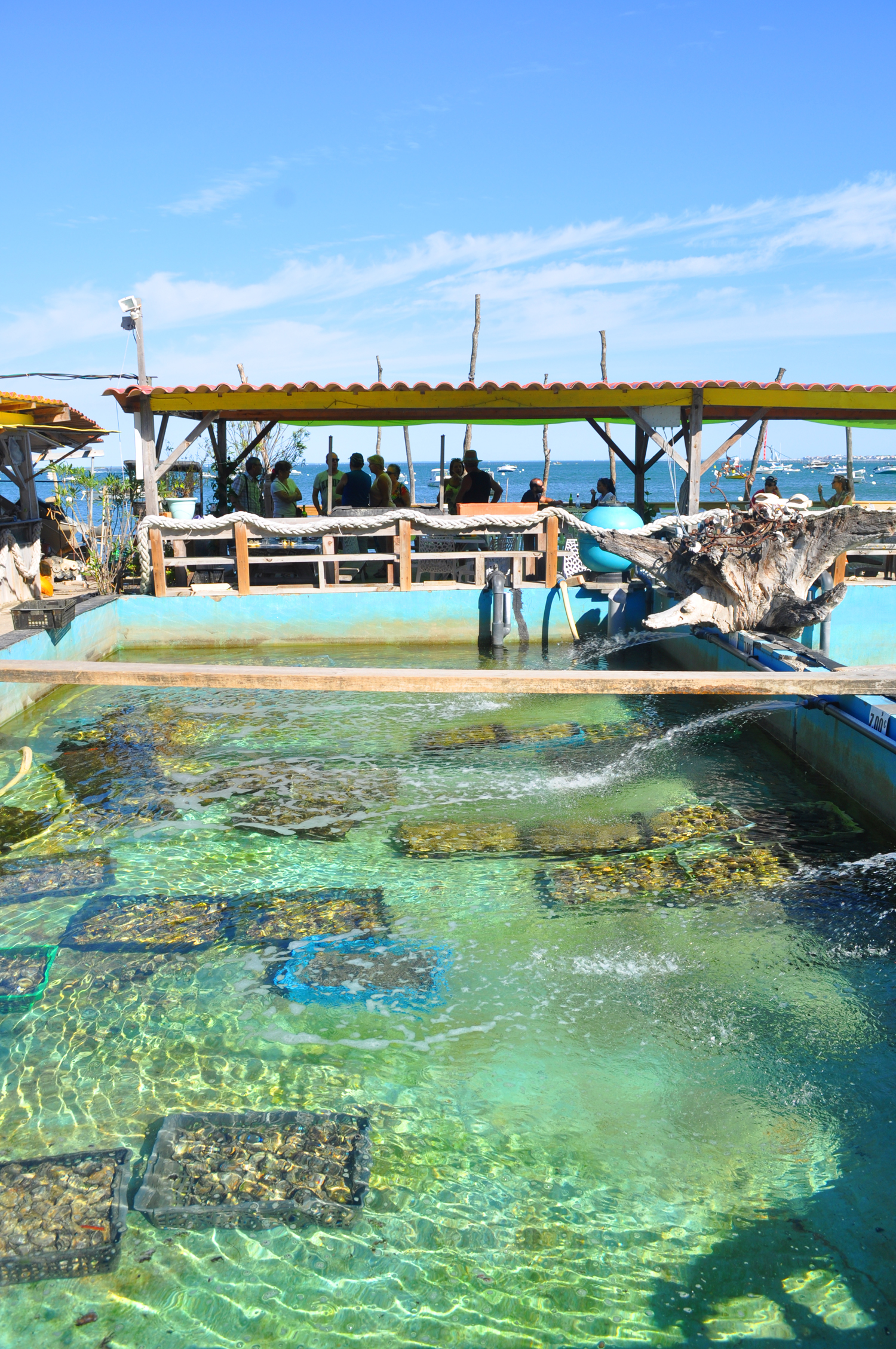 A l'Herbe, même les huîtres ont leur piscine A l'Herbe, même les huîtres ont leur piscine
