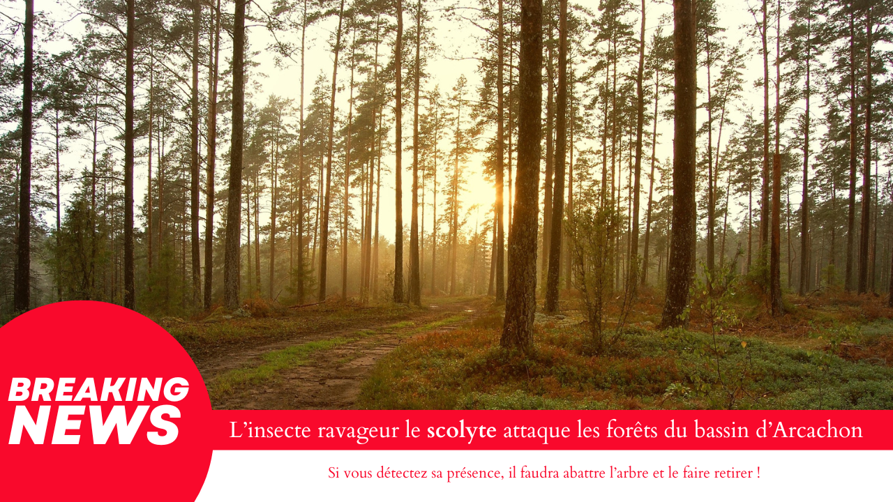 Scolytes sur le bassin d’Arcachon Scolytes sur le bassin d’Arcachon