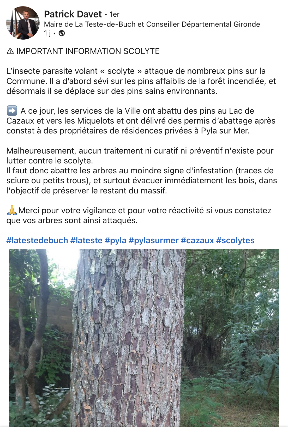 Nos forêts du sud bassin d’Arcachon sont attaquées par des scolytes Nos forêts du sud bassin d’Arcachon sont attaquées par des scolytes