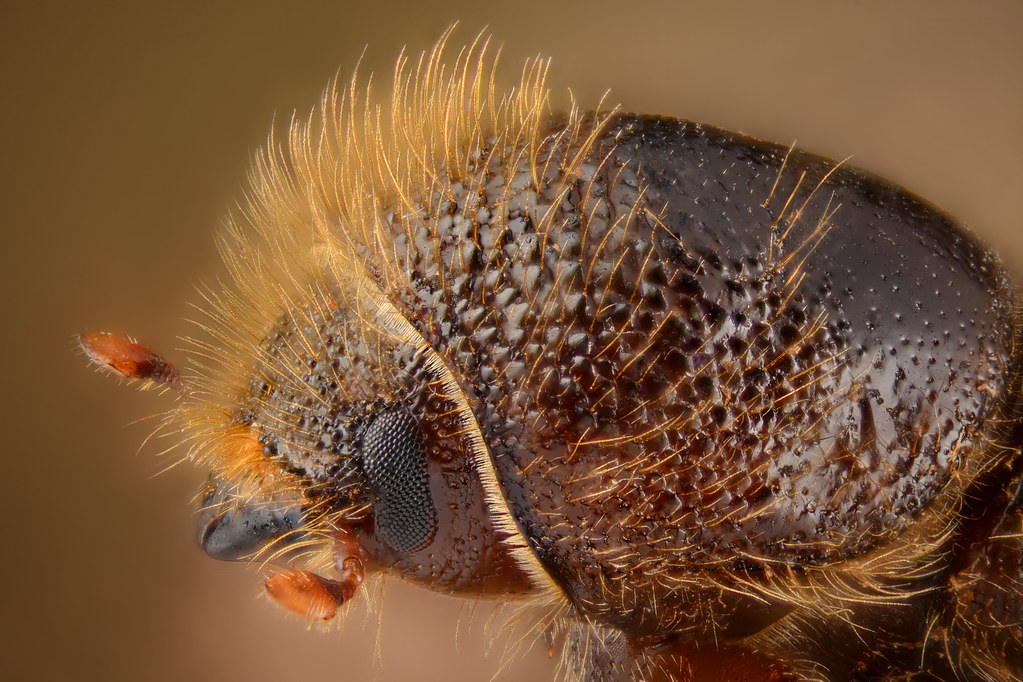 Scolyte femelle Scolyte femelle