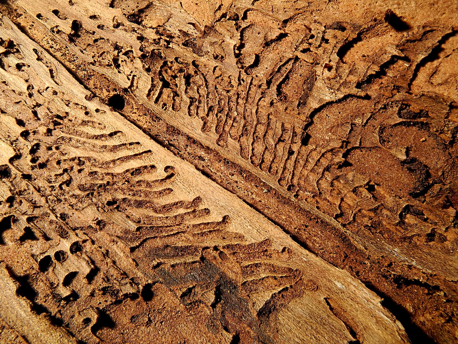 Impact sur le bois de galeries de scolytes Impact sur le bois de galeries de scolytes