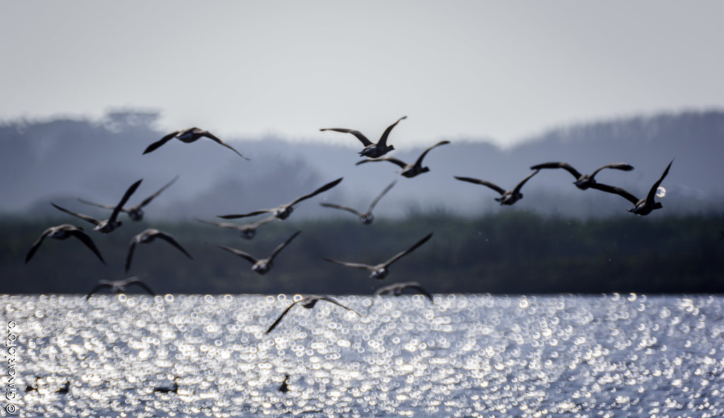Observer la migration des oiseaux sur le bassin d’Arcachon