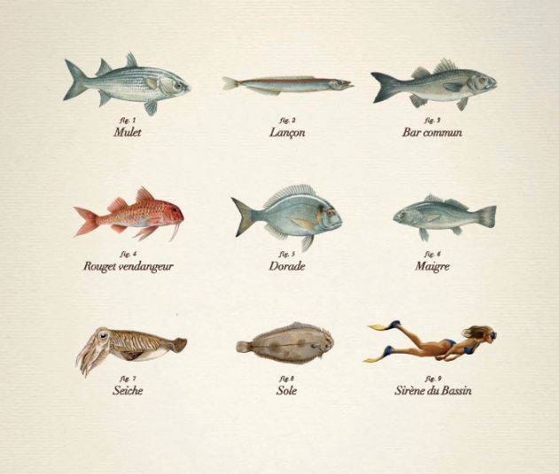 Les poissons les plus présents dans le bassin d’Arcachon