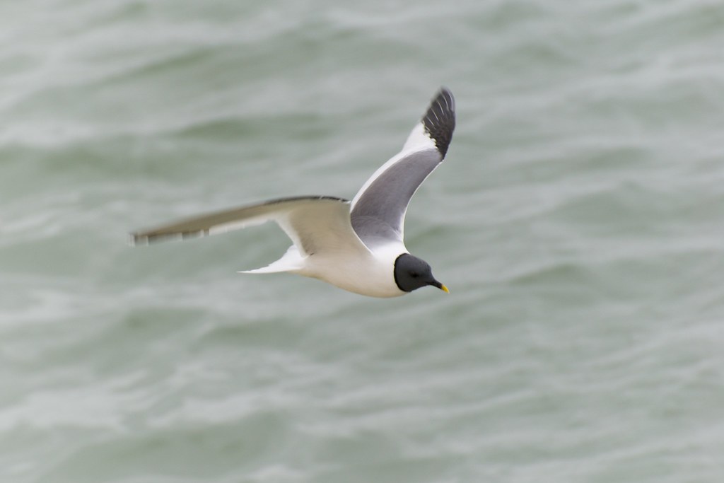 Mouette de Sabine sur le banc d’Arguin