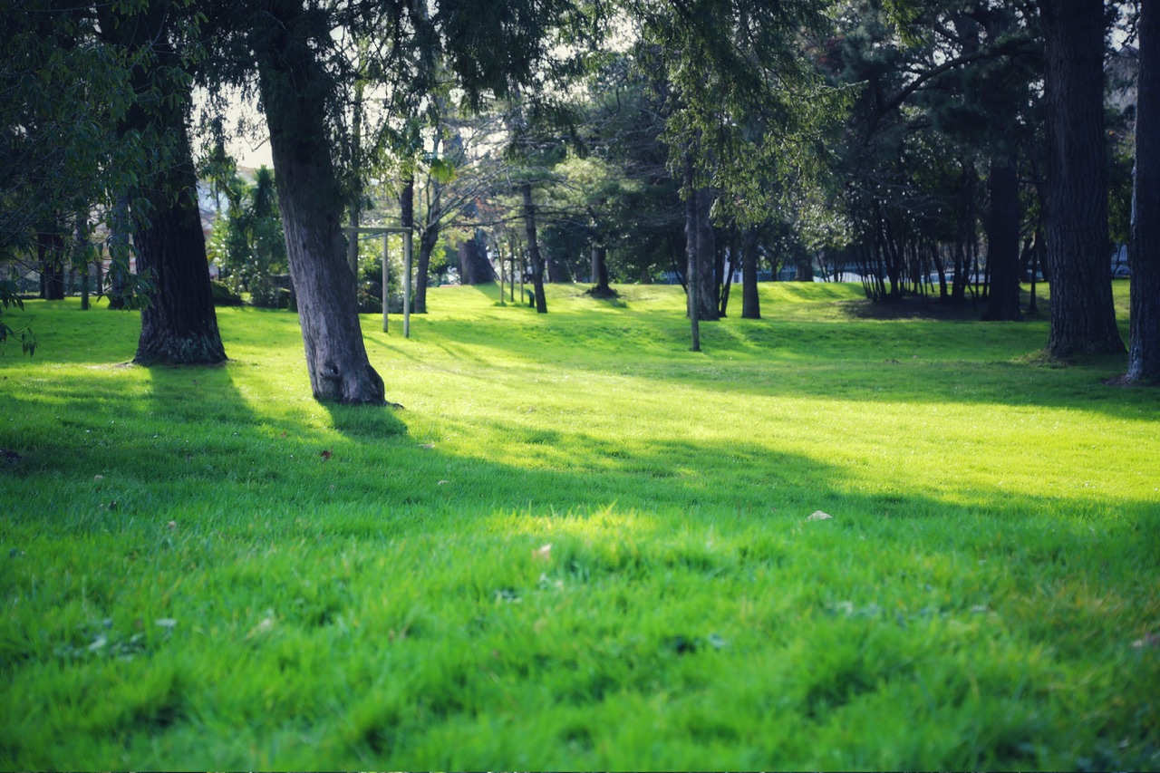 Herbe verte en hiver au parc mauresque d’Arcachon