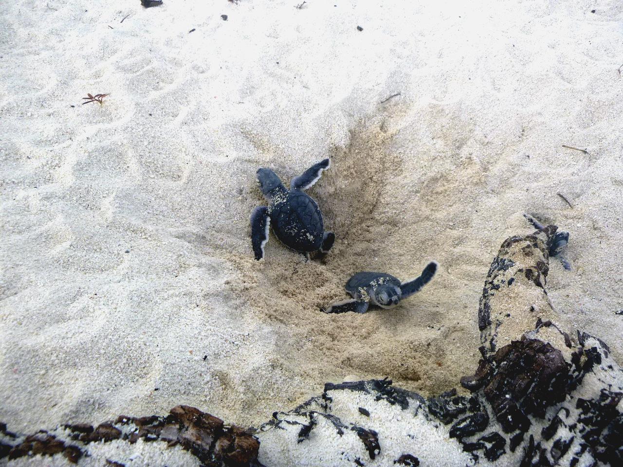 des tortues caouanne s’échouent sur les plages de Lège Cap Ferret