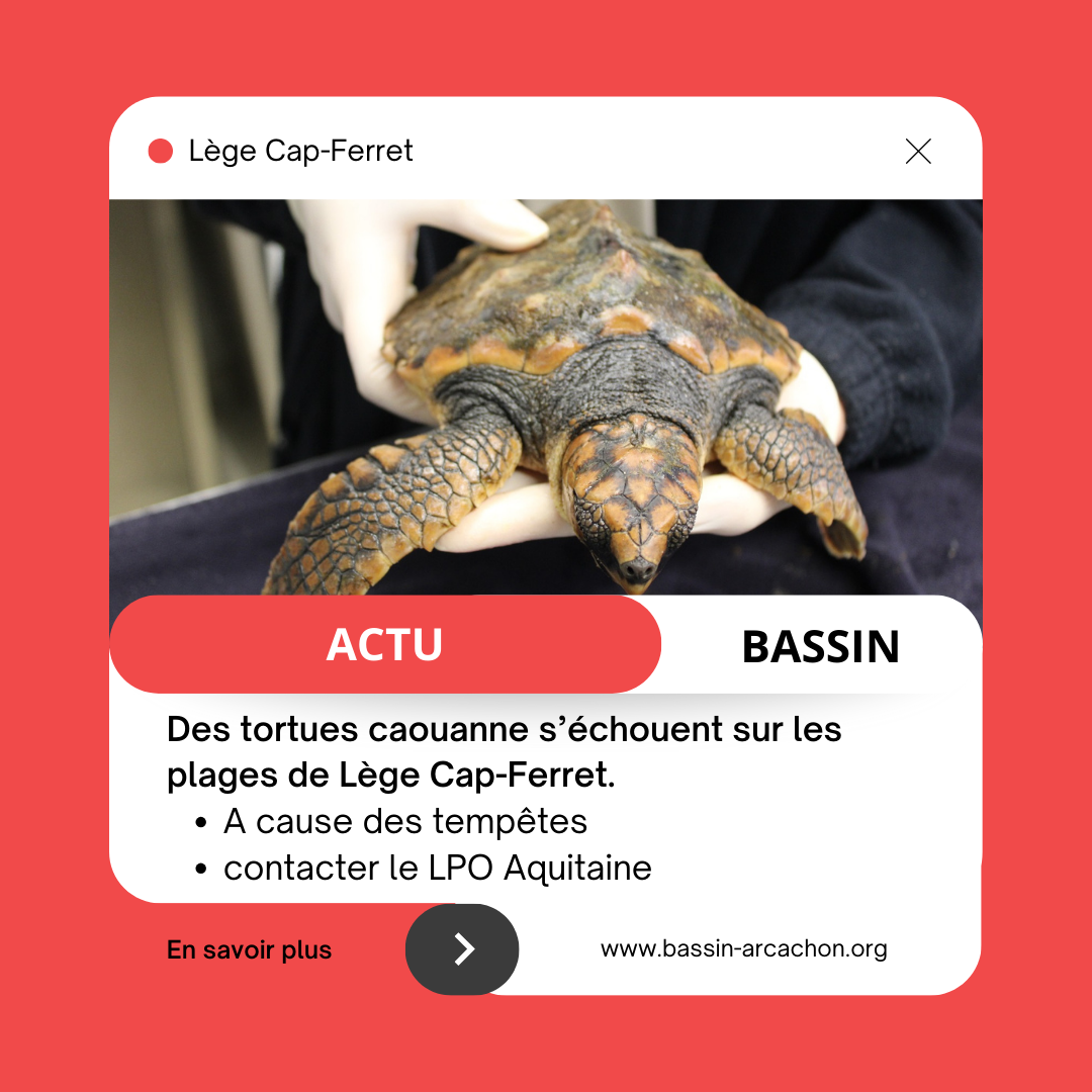 Tortues sur le bassin d’Arcachon en danger