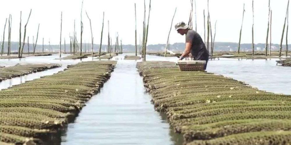 Les ostreiculteurs du bassin d’Arcachon esseulés ont besoin d’aide  © Crédit photo : Images CRCAA