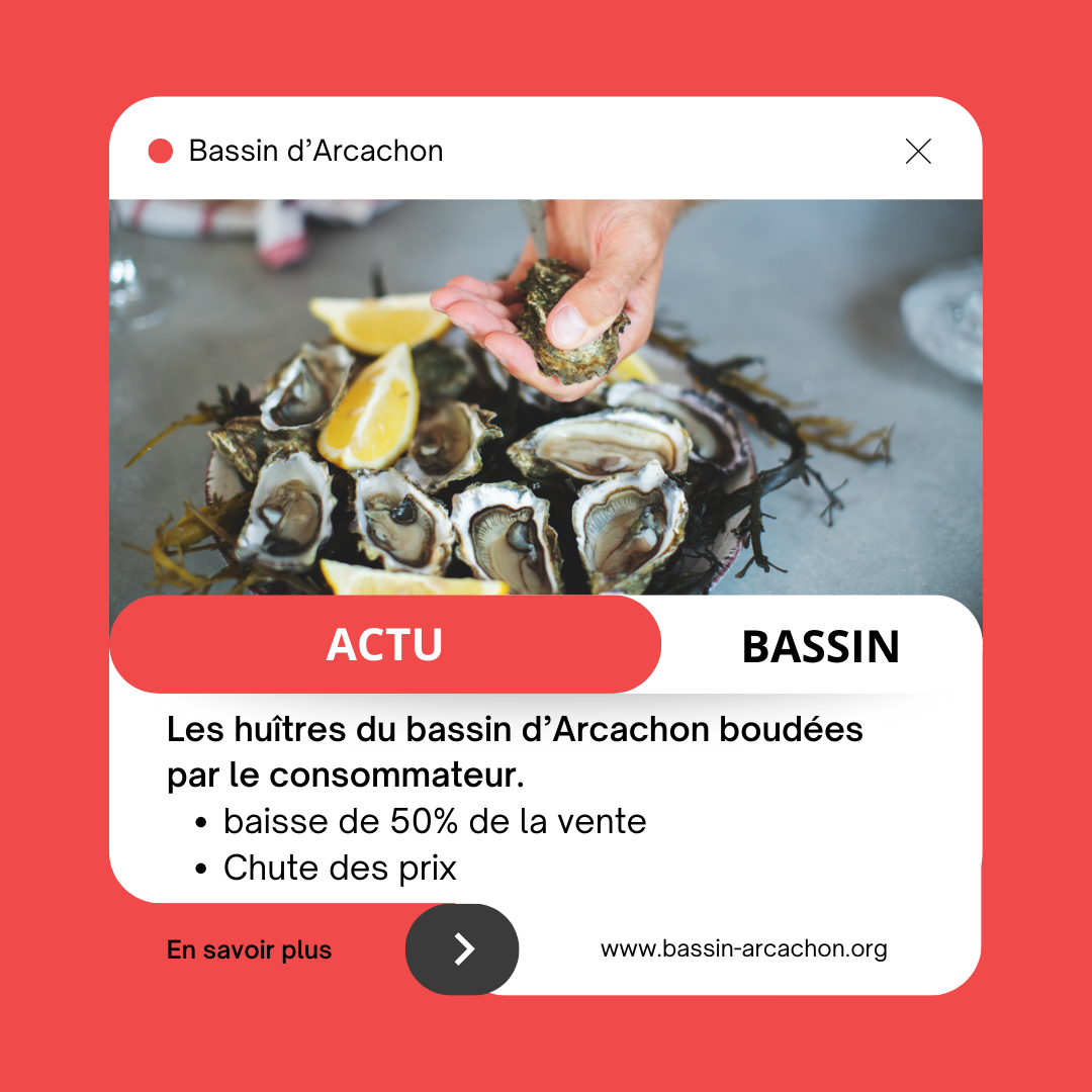 Crise ostréicole : les huîtres d'Arcachon boudées par les consommateurs