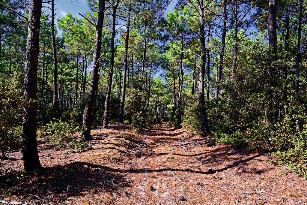 Forêt de pins sud ouest de la France @Hervé Simon