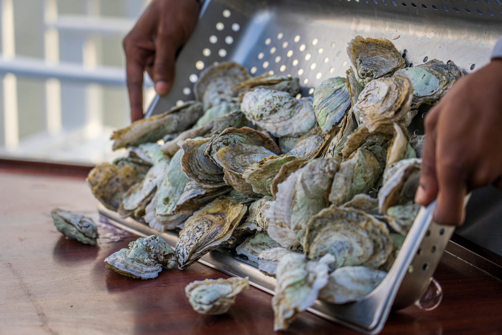 Que faire de vos coquilles d'huîtres après les fêtes ?