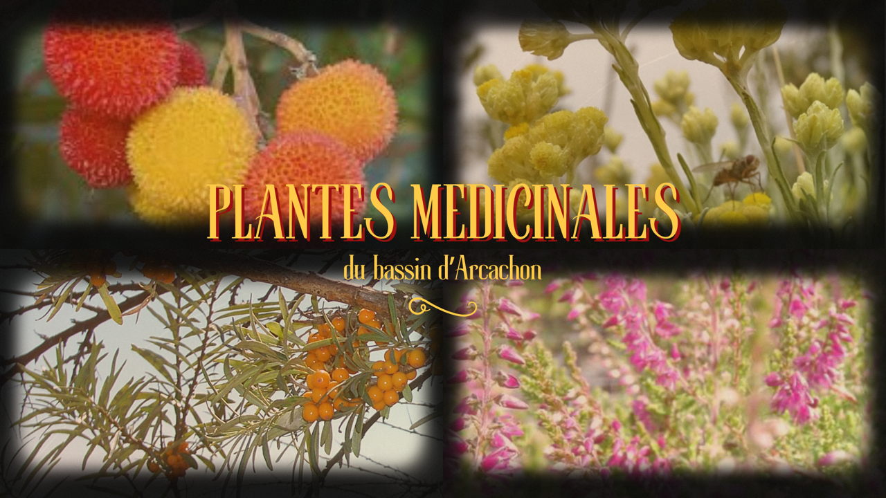 plantes médicinales du Bassin d'Arcachon