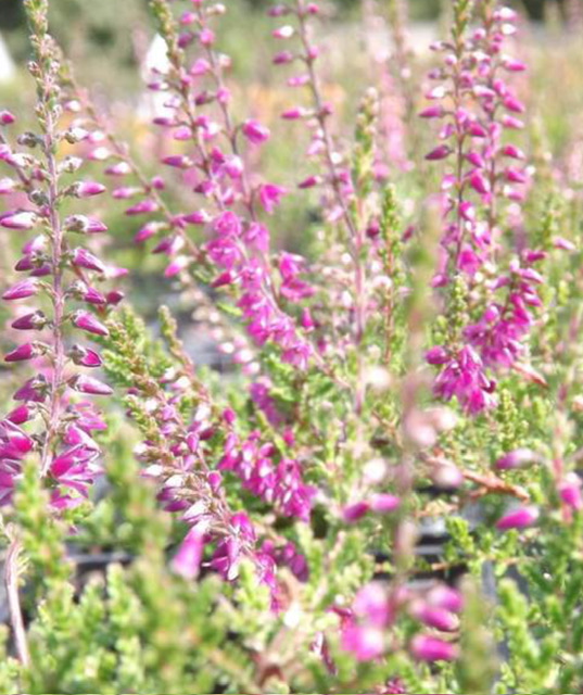 Les plantes médicinales du Bassin d'Arcachon : des trésors oubliés de la nature