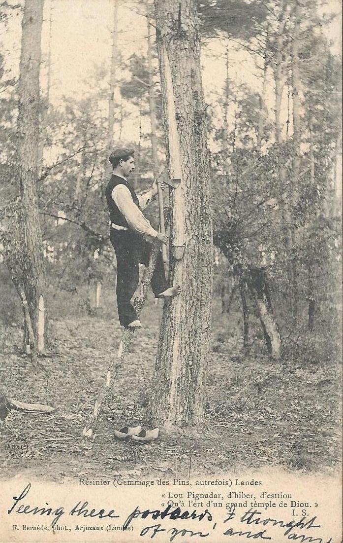 Gemmeur dans la forêt des Landes