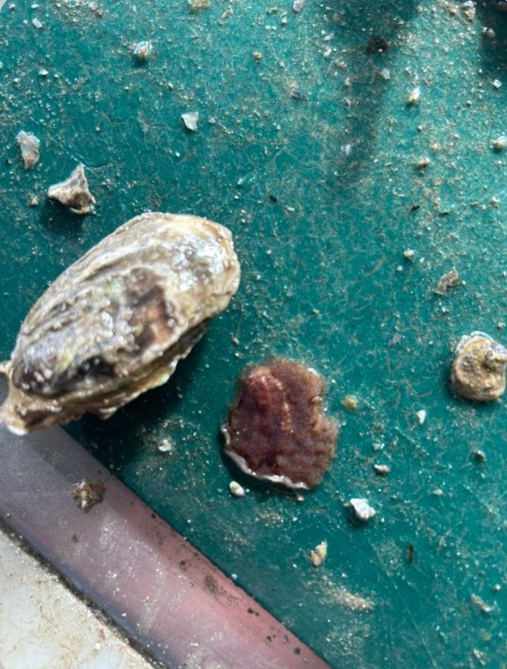 Vert plat surnommé «&nbsp;la sangsue d’huître&nbsp;» dévore les huîtres du bassin d’arcachon 📸 Benoît Jovet