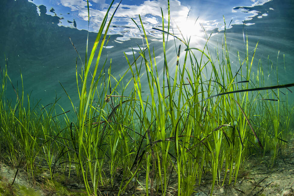 Herbier du bassin d’Arcachon en danger