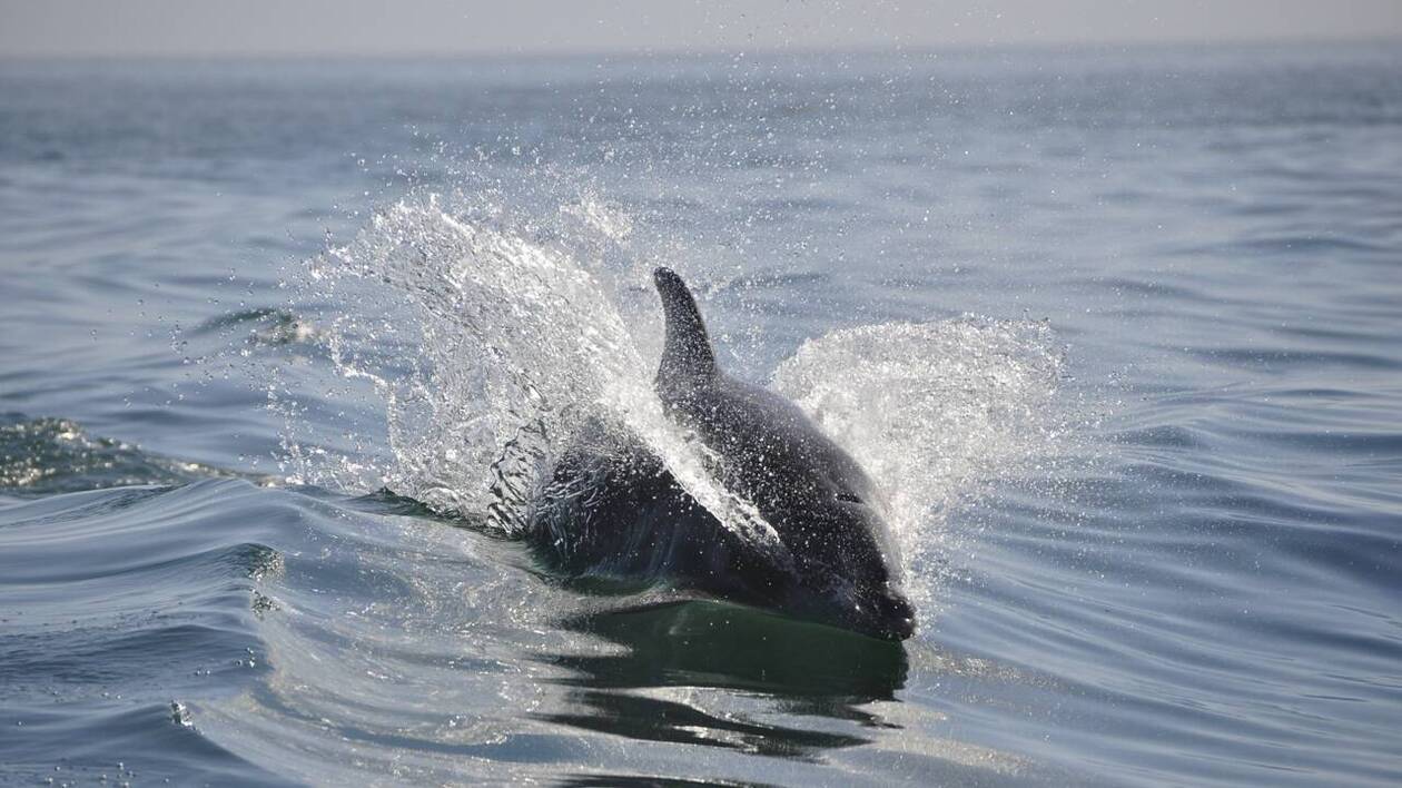 Dauphins sur le bassin d’Arcachon