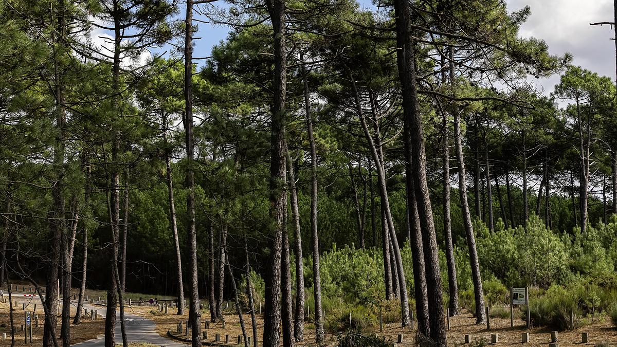 La forêt usagère de La Teste-de-Buch