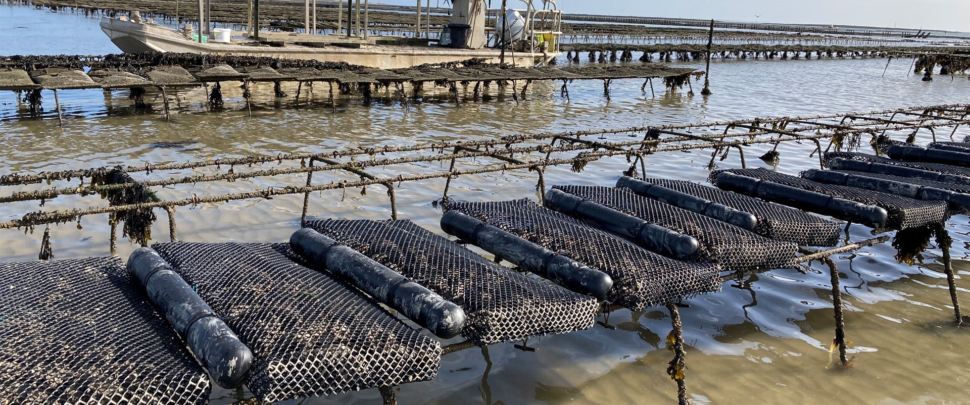 Casiers à huîtres supendus : nouveau sur le bassin d’Arcachon