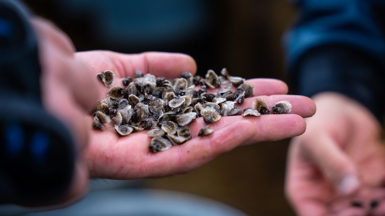 Naissain d’huîtres du bassin d’Arcachon