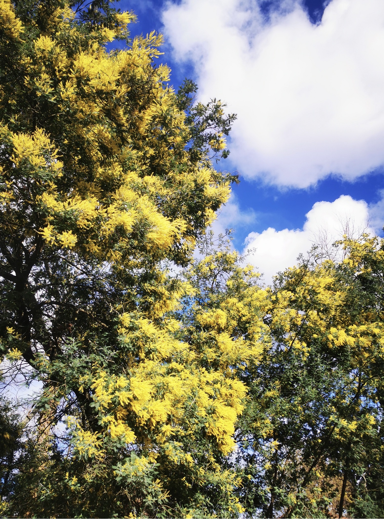 Allergie pollen sur le bassin d’Arcachon