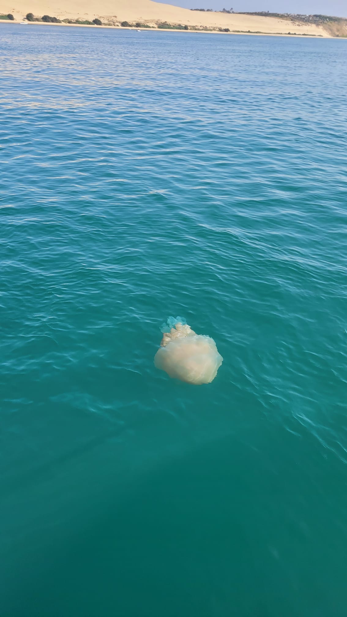 Méduses sur le Bassin d’Arcachon