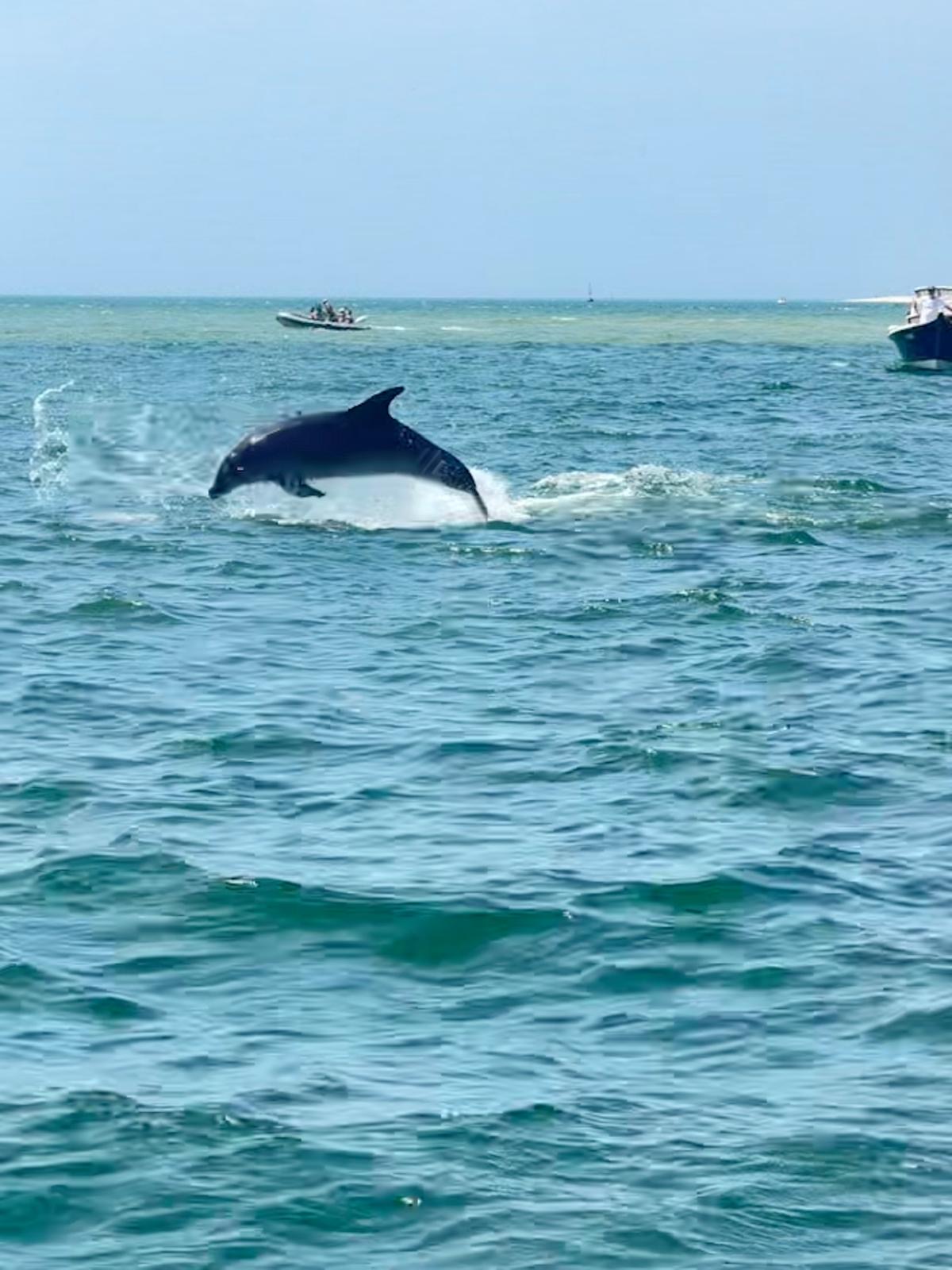 Dauphin dans le bassin d’arcachon