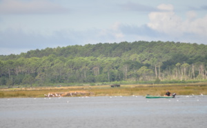 Arès et son près salé