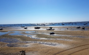 Carnage sur l'île aux oiseaux