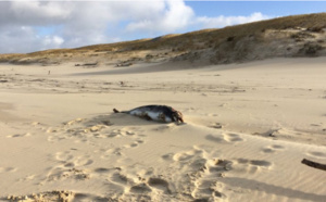 Dauphin retrouvé mort au Cap-Ferret après la tempête