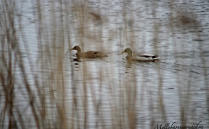 Réservé ornithologique du Teich 