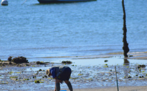 Ramassage sur une plage du Bassin d'Arcachon